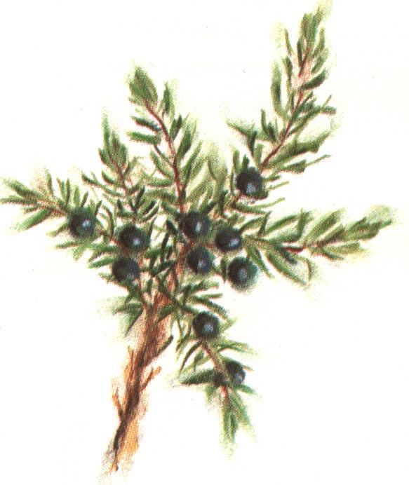 sprig of juniper