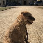 Magnus the dog at Althorp 2018