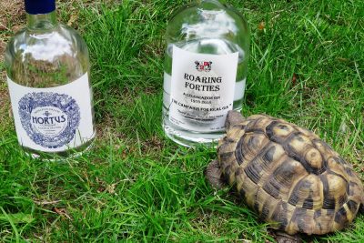 Norbert the tortoise chooses Roaring Forties