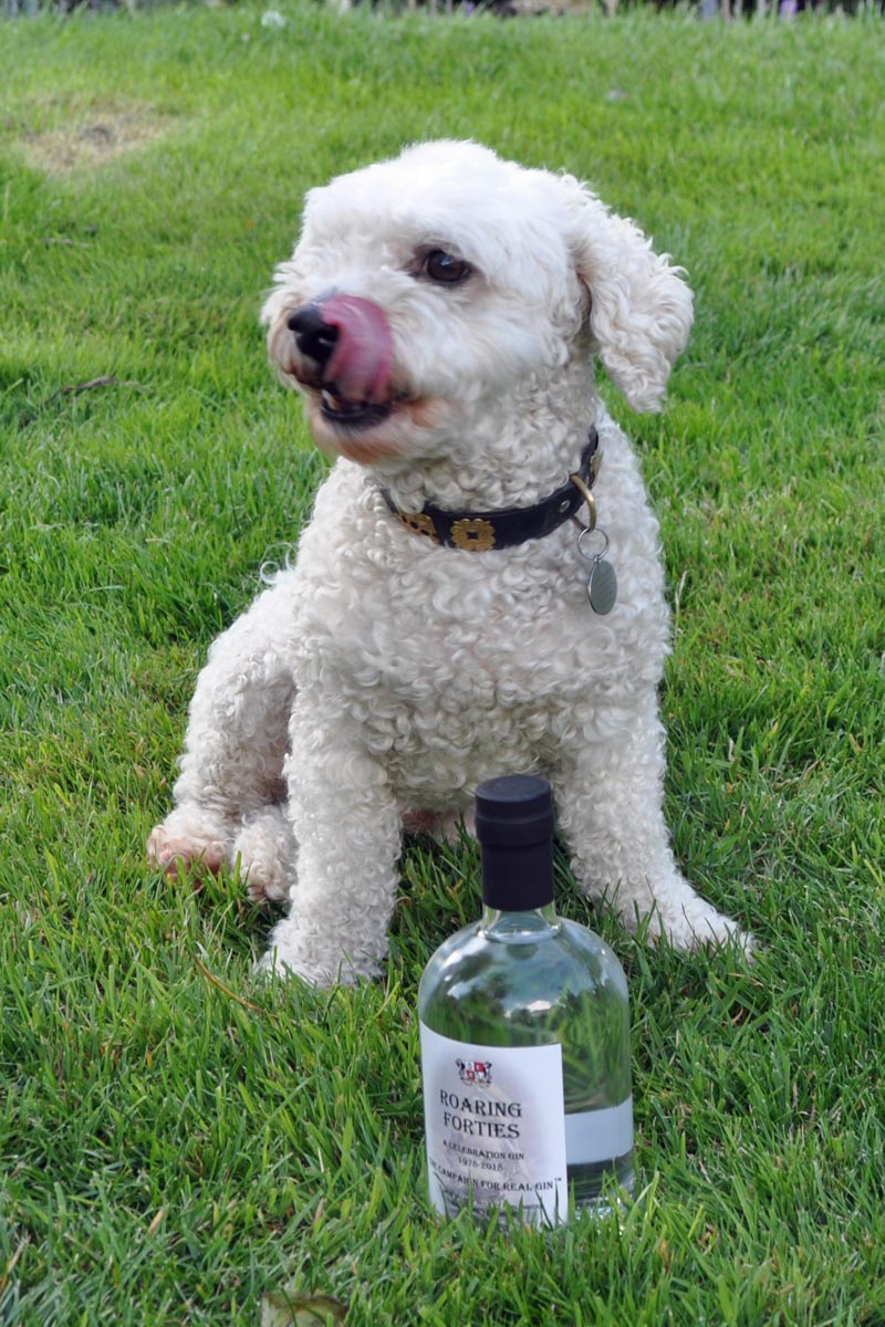 Max the dog and Roaring Forties gin